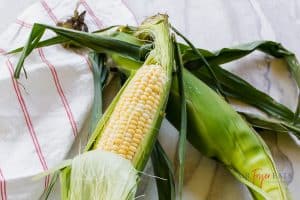 Two ears of corn with husks on. One ear has husk pulled back so you can see the bi-color kernals.
